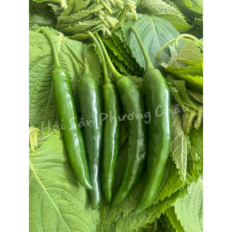 [HỎA TỐC SG] Ớt sừng xanh Hàn Quốc thơm giòn ngọt ăn thịt nướng 100g-duoc-ban-tai-Hải Sản Phương Châu