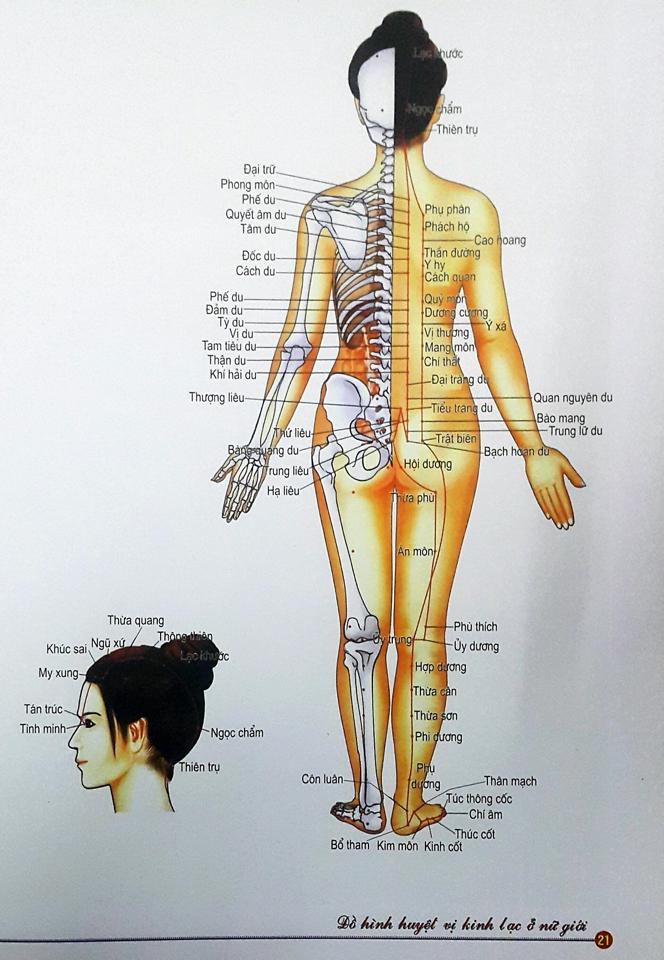 Đả thông kinh lạc-duoc-ban-tai-Diệp Phong Chữa Lành