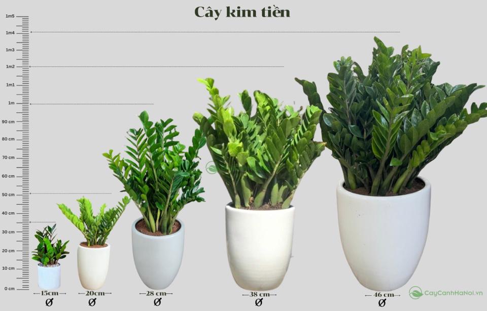 Cây Kim Tiền-duoc-ban-tai-LanHoDiep.vn 188 Trung Kính