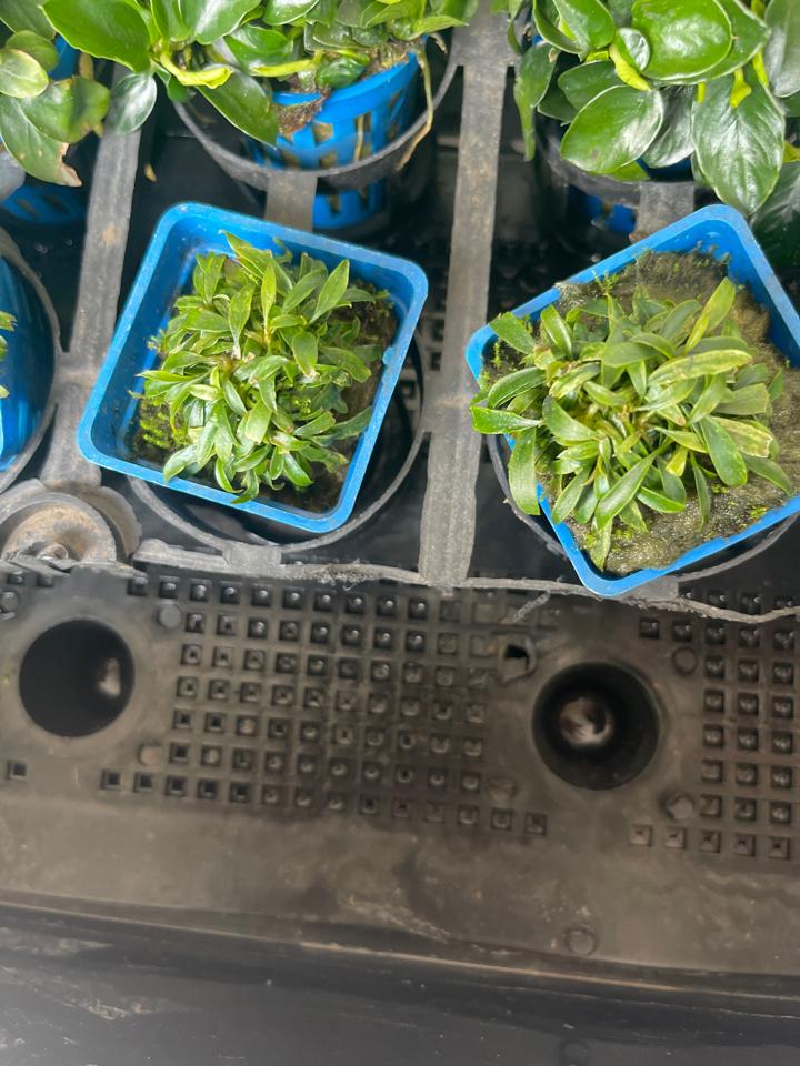 Ráy lữoi hổ mini-duoc-ban-tai-Quyếtcon aquatic