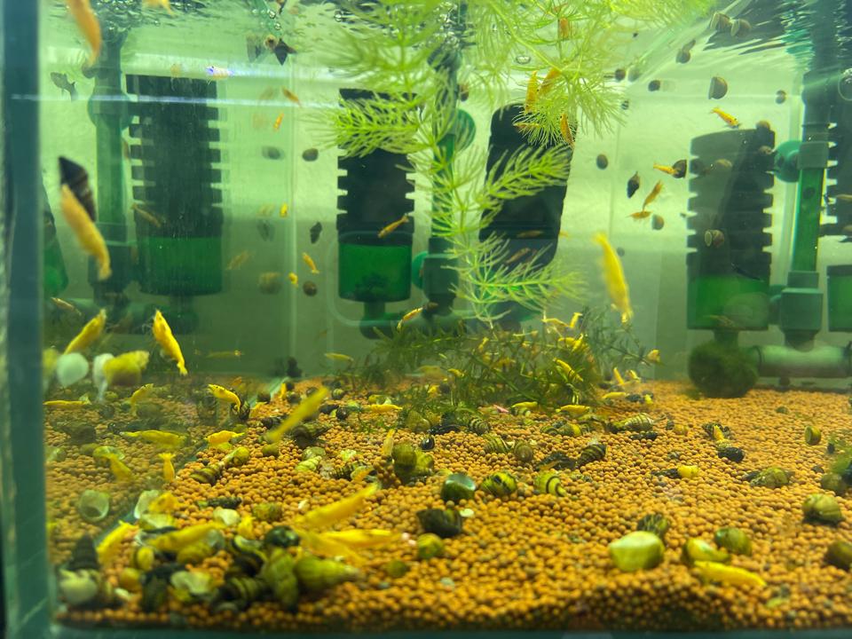 Tép vàng thái-duoc-ban-tai-Quyếtcon aquatic