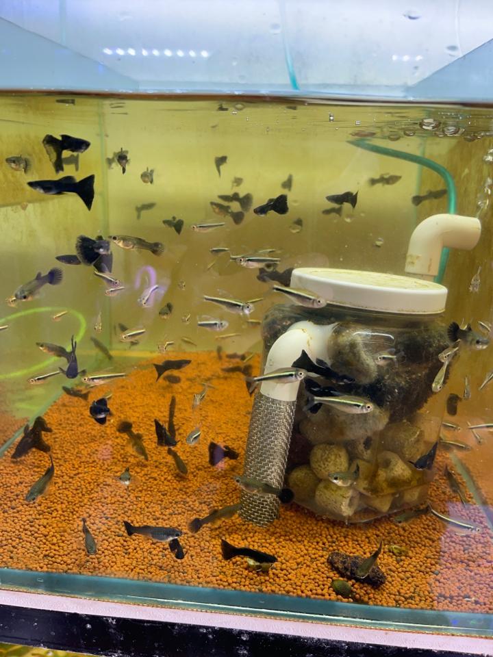 Cá 7m blutazan-duoc-ban-tai-Quyếtcon aquatic