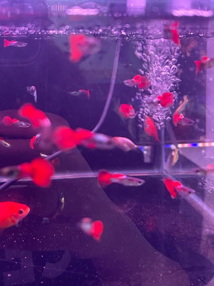7 màuu-duoc-ban-tai-Quyếtcon aquatic