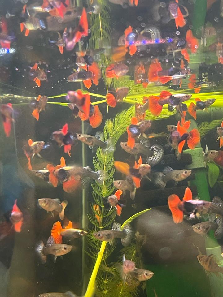 Cá 7 màuu-duoc-ban-tai-Quyếtcon aquatic