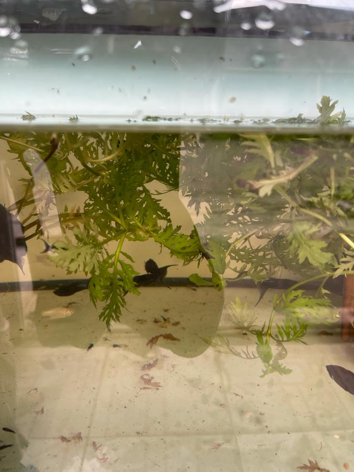 Moly vàng shot-duoc-ban-tai-Quyếtcon aquatic