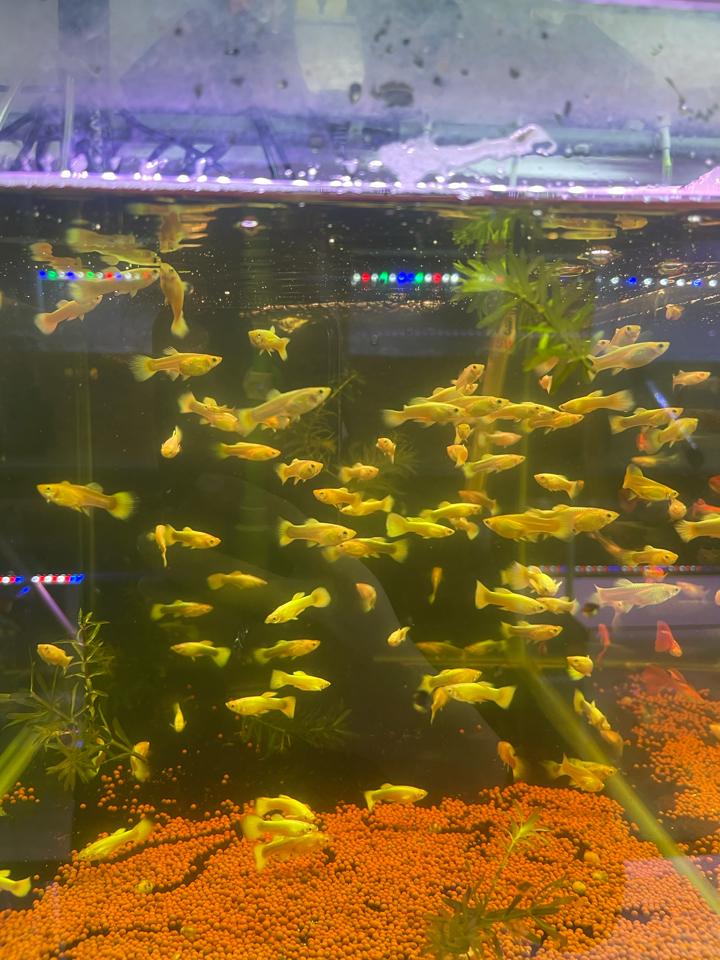 7 màu fulgol-duoc-ban-tai-Quyếtcon aquatic