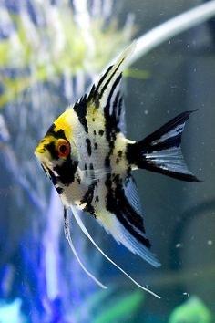 Thần tiên 3 màu-duoc-ban-tai-Quyếtcon aquatic
