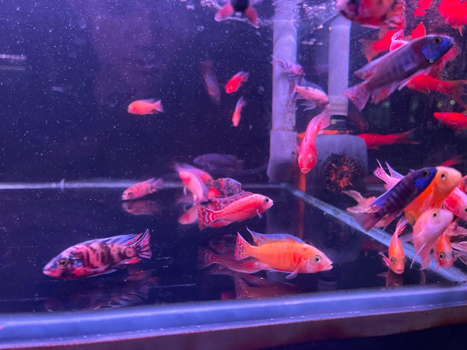 Ali việt-duoc-ban-tai-Quyếtcon aquatic