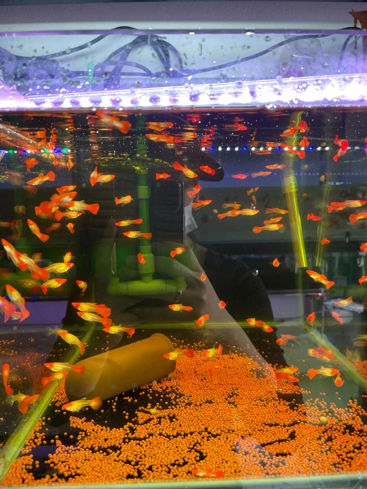 7 màu koi-duoc-ban-tai-Quyếtcon aquatic