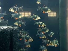 Cá xecan xanh-duoc-ban-tai-Quyếtcon aquatic