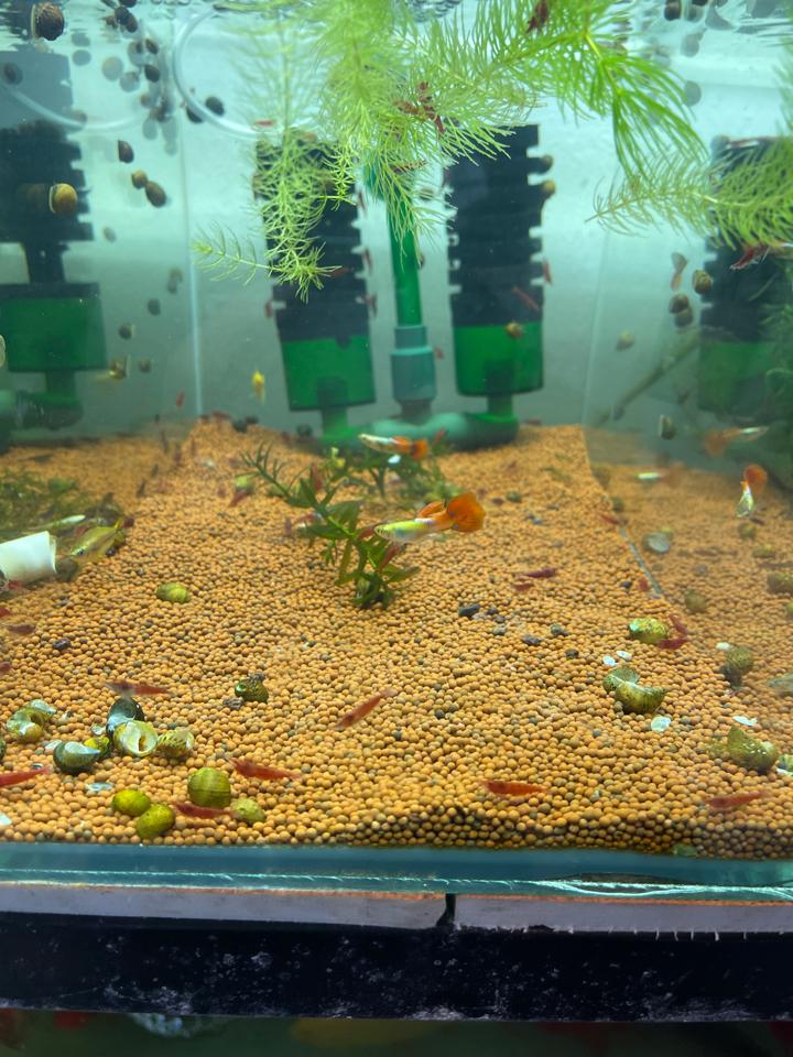 Tép fire red -duoc-ban-tai-Quyếtcon aquatic