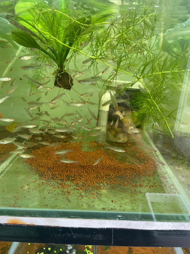 Sóc đầu đỏ-duoc-ban-tai-Quyếtcon aquatic