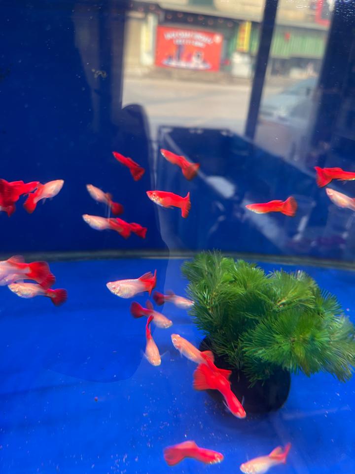 7m Hb red -duoc-ban-tai-Quyếtcon aquatic