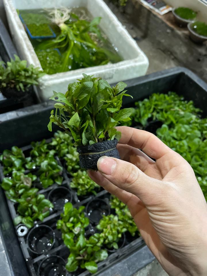 Cây cắt cắm-duoc-ban-tai-Quyếtcon aquatic