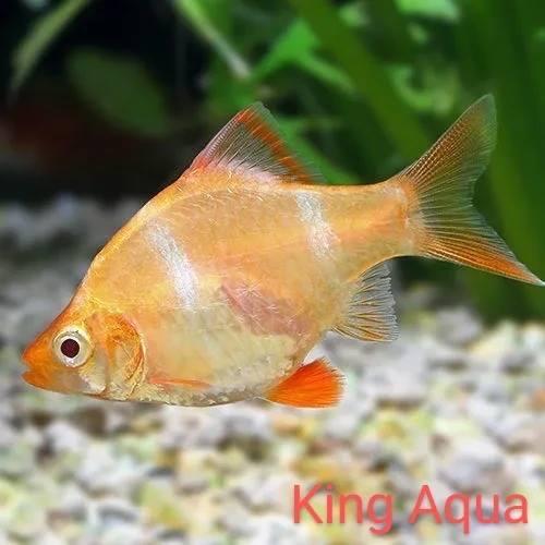 Cá xecan vàng-duoc-ban-tai-Quyếtcon aquatic