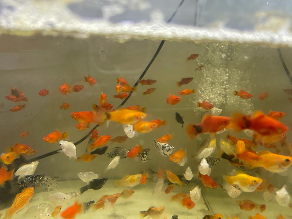 Cá mún đỏ-duoc-ban-tai-Quyếtcon aquatic