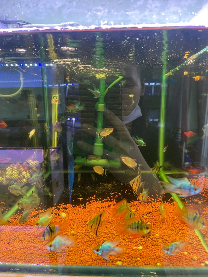 Phượng hoàng ngũ sắc cối-duoc-ban-tai-Quyếtcon aquatic