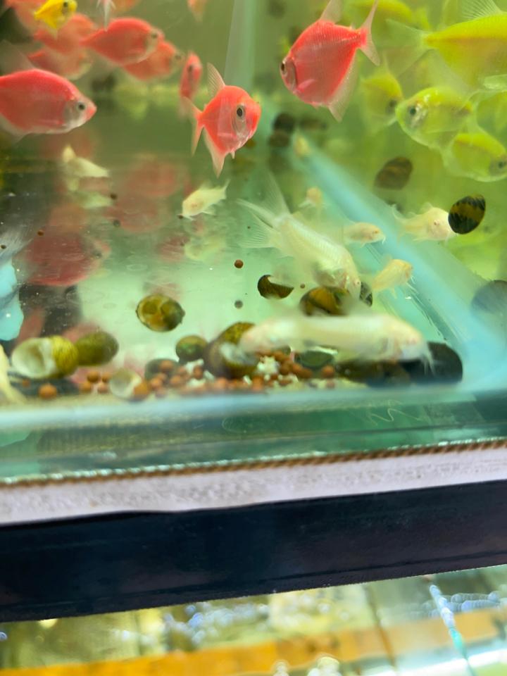 Cá chuột abino-duoc-ban-tai-Quyếtcon aquatic