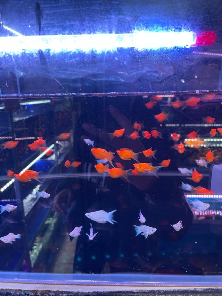 Moly platium-duoc-ban-tai-Quyếtcon aquatic