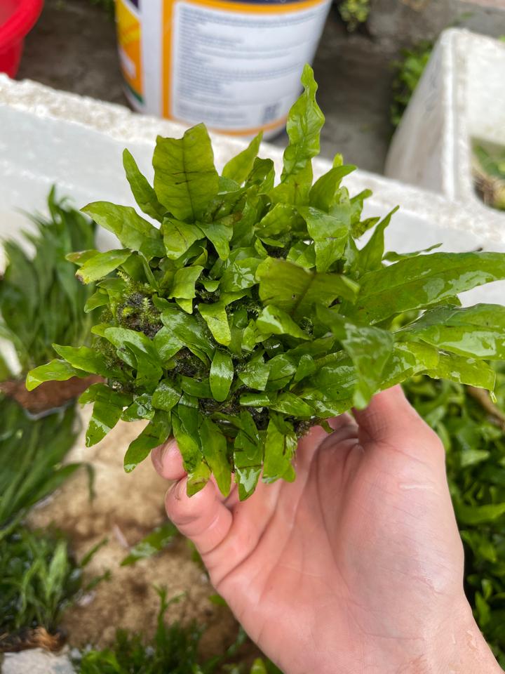 Dương xỉ tròn-duoc-ban-tai-Quyếtcon aquatic