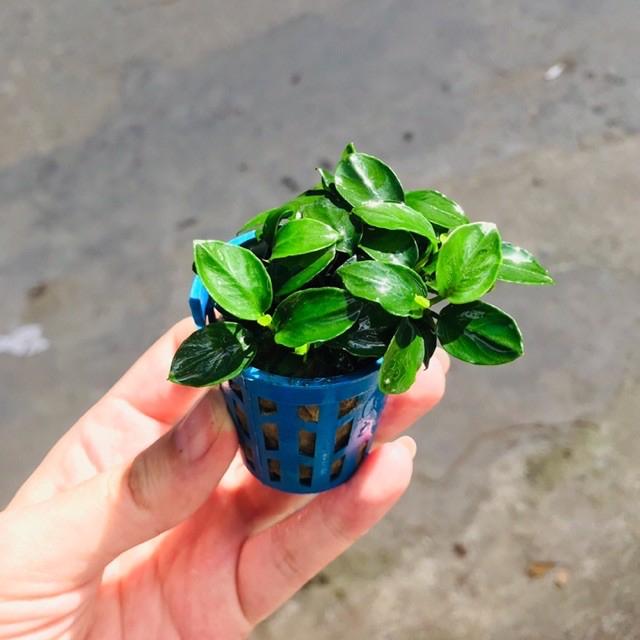 Ráy nana nhiều ngọn -duoc-ban-tai-Quyếtcon aquatic