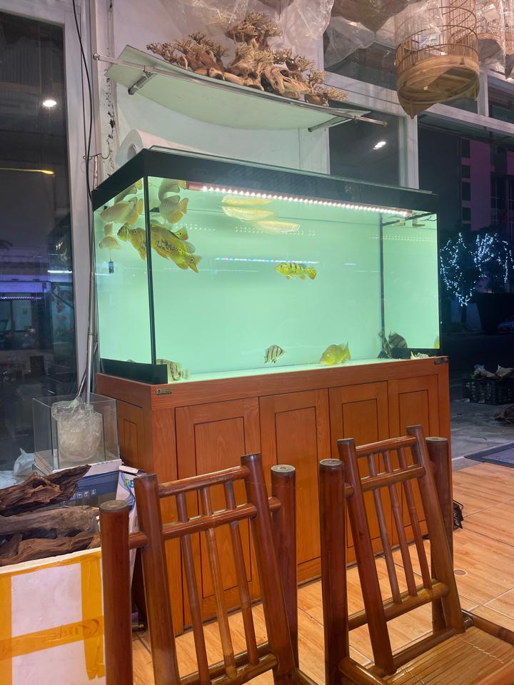 Cá ping pong-duoc-ban-tai-Quyếtcon aquatic