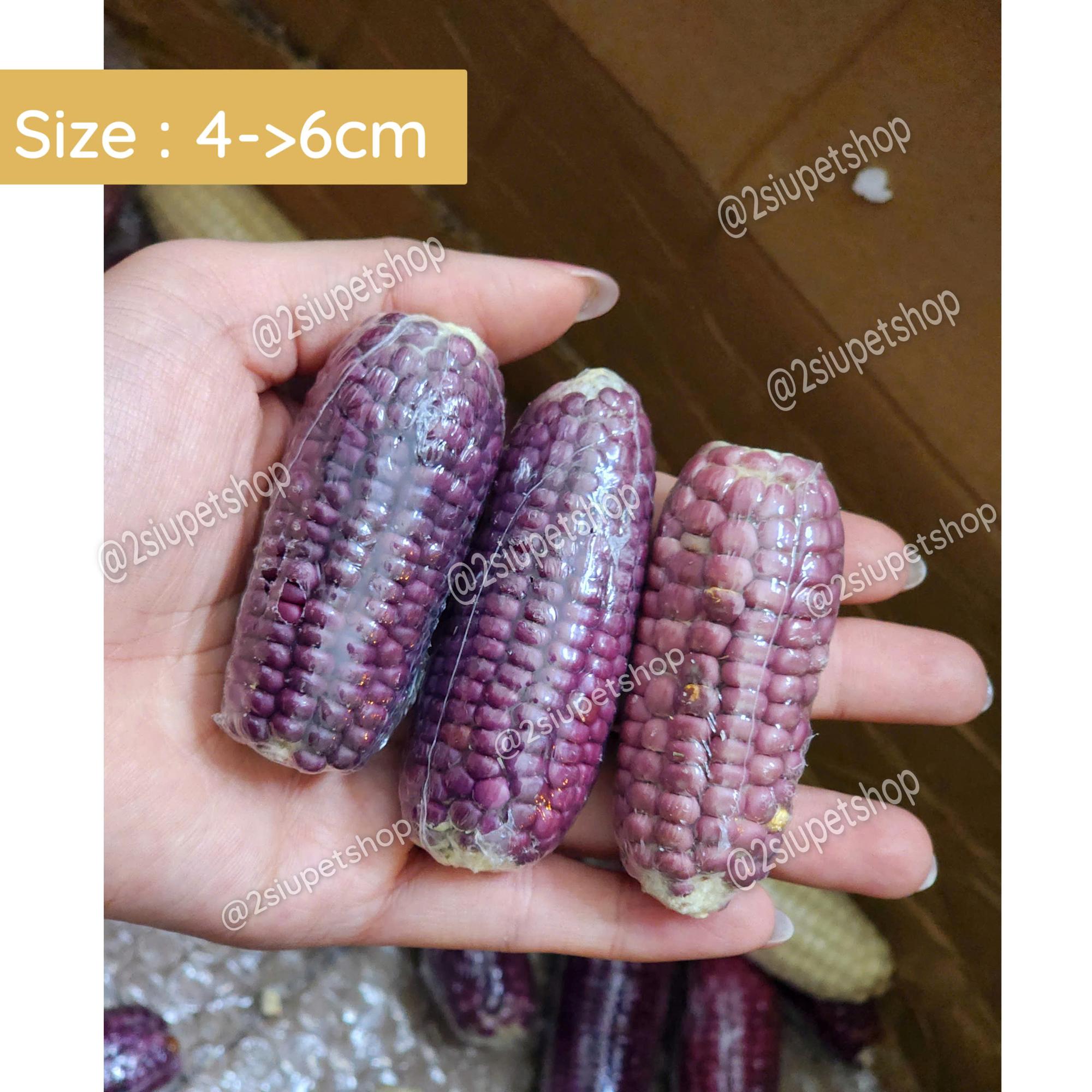 Bắp ngô Mini - [ 4cm -> 6cm]-duoc-ban-tai-2Siupetshop