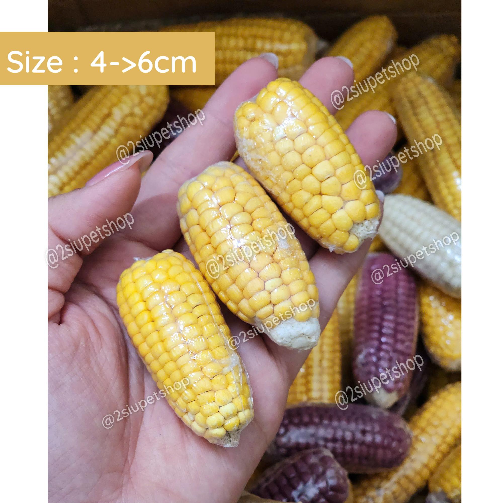 Bắp ngô Mini - [ 4cm -> 6cm]-duoc-ban-tai-2Siupetshop