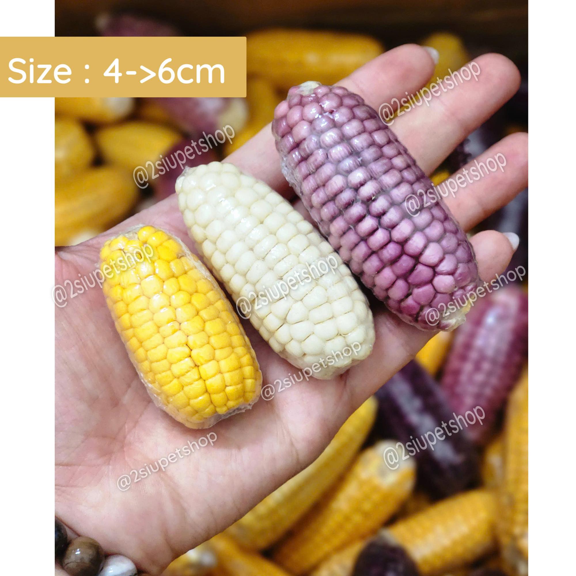 Bắp ngô Mini - [ 4cm -> 6cm]-duoc-ban-tai-2Siupetshop