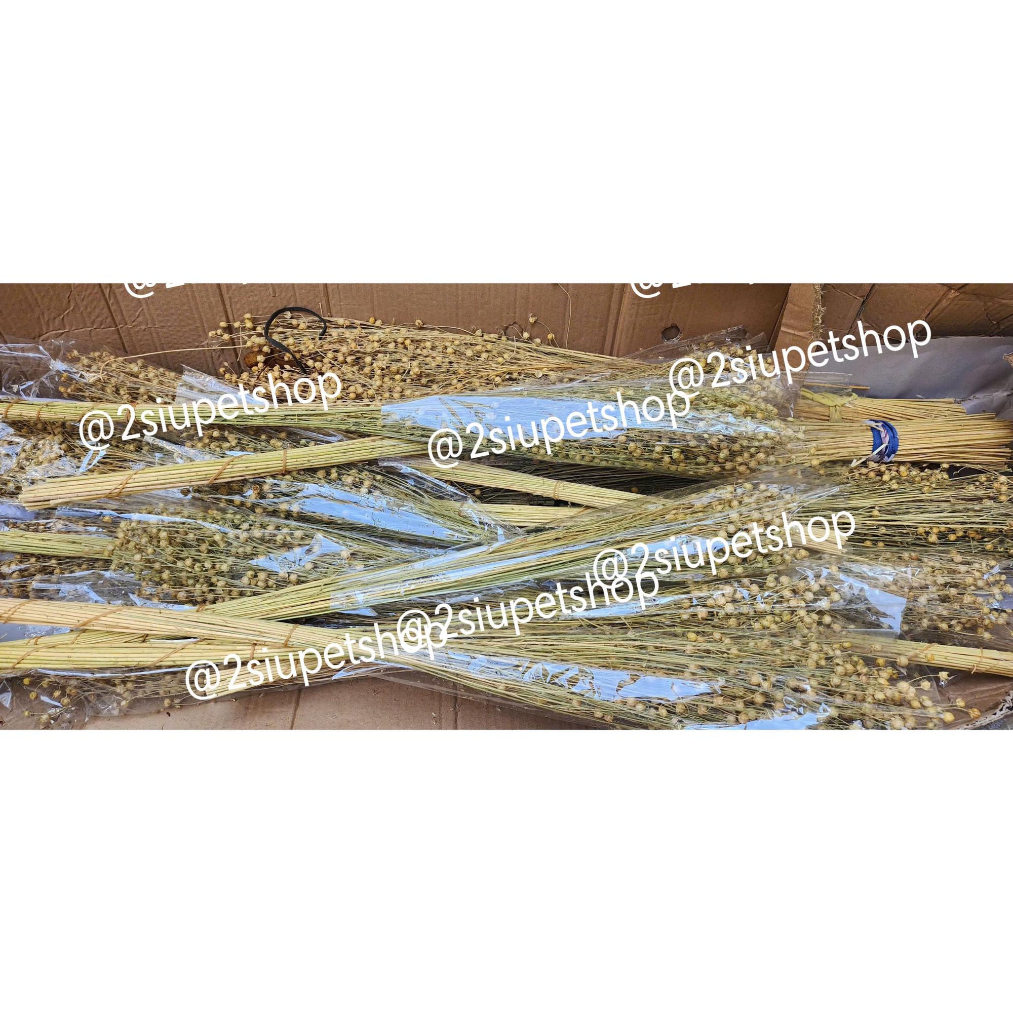 40g Lanh Vàng -duoc-ban-tai-2Siupetshop