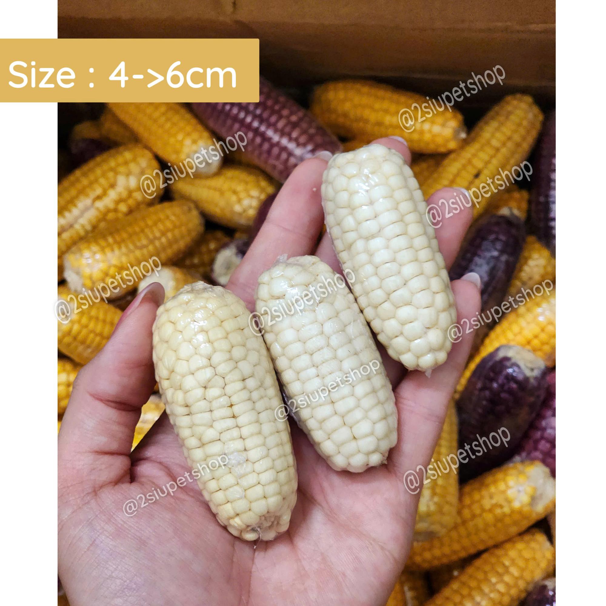 Bắp ngô Mini - [ 4cm -> 6cm]-duoc-ban-tai-2Siupetshop