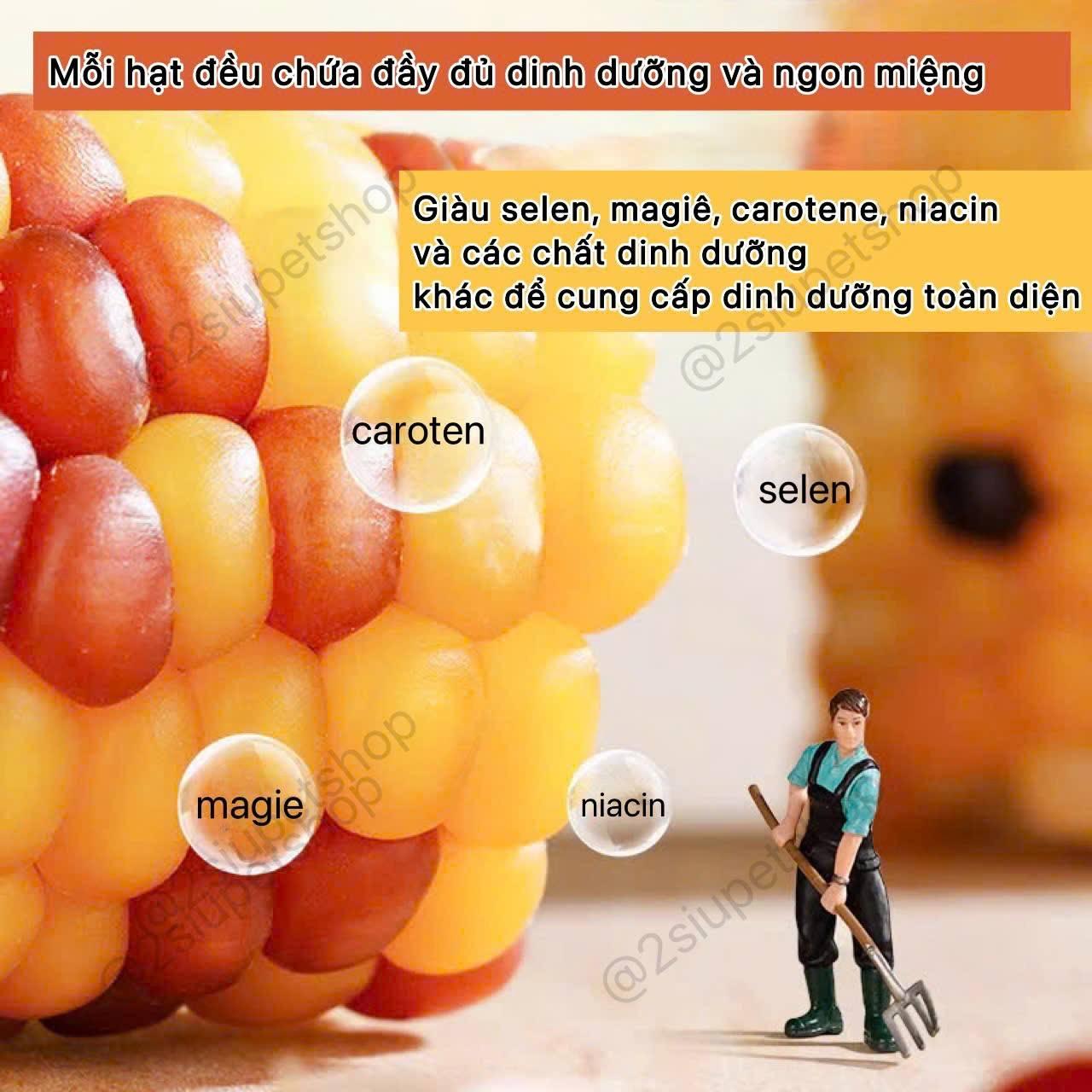 Bắp mài Răng Khoanh Bucatstate -duoc-ban-tai-2Siupetshop