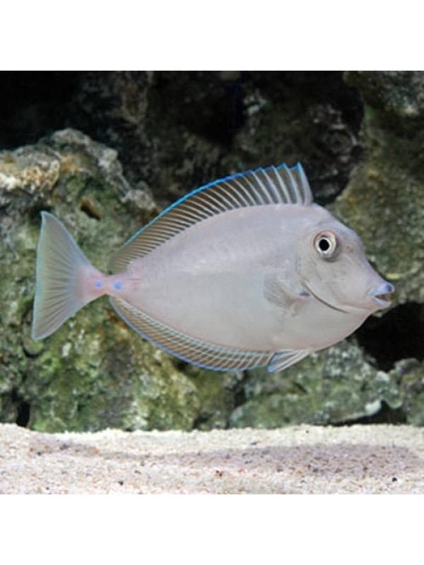 Unicorn Tang-duoc-ban-tai-Yuna Fish(Gò Vấp)