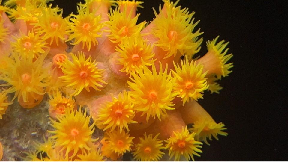 Sun Coral(cúc cam)-duoc-ban-tai-Yuna Fish(Gò Vấp)