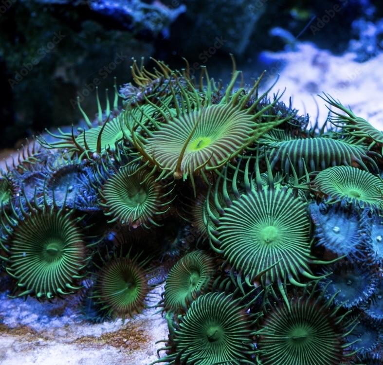 Zoa Green Palythoa(bán từ 5b)-duoc-ban-tai-Yuna Fish(Gò Vấp)