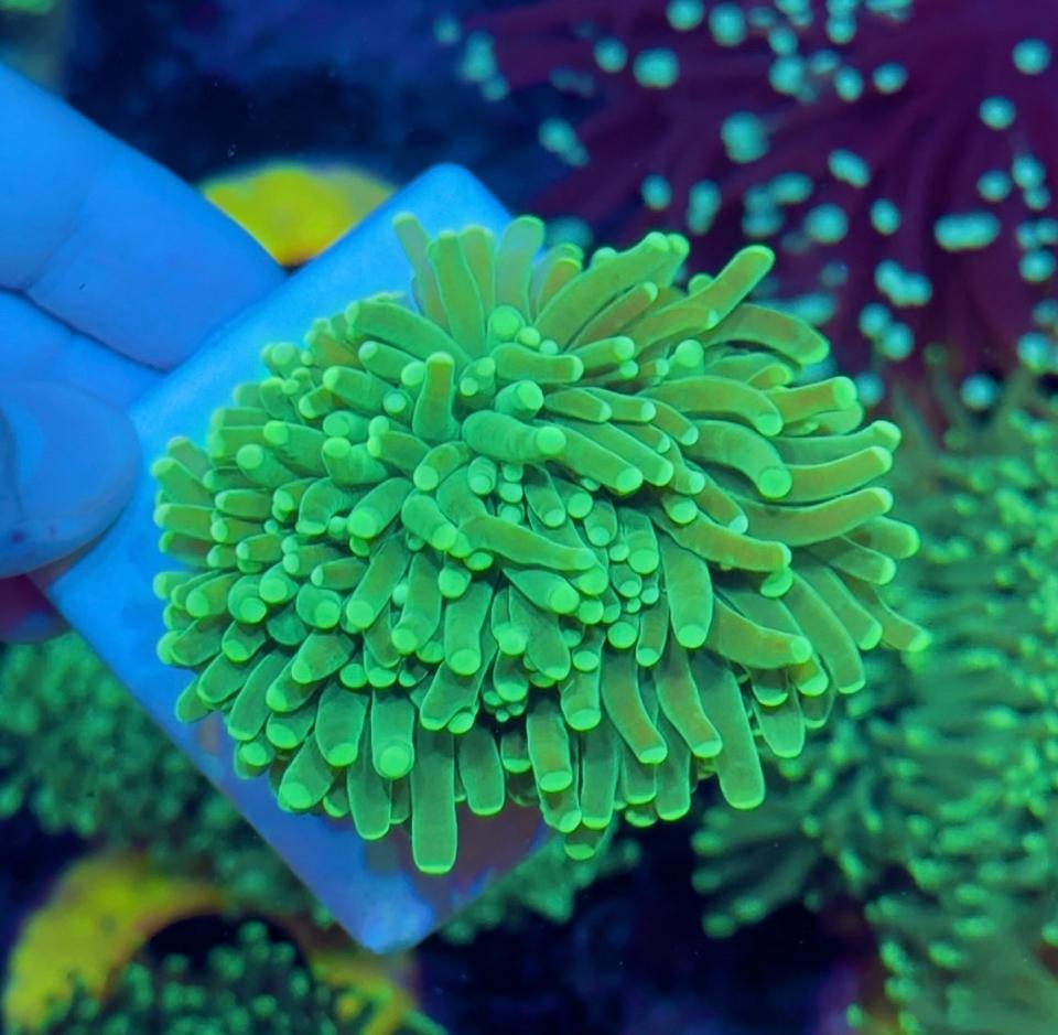 Diêm xanh neon(bán từ 2 đầu trở lên).-duoc-ban-tai-Yuna Fish(Gò Vấp)