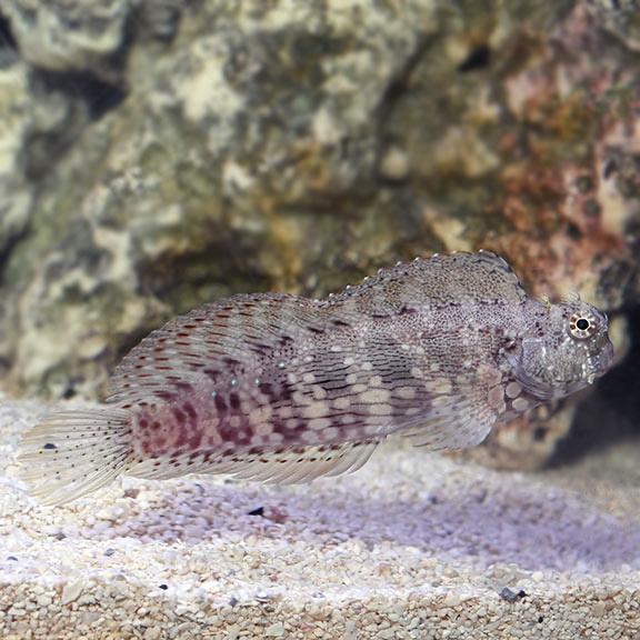 Bống ăn rêu-duoc-ban-tai-Yuna Fish(Gò Vấp)