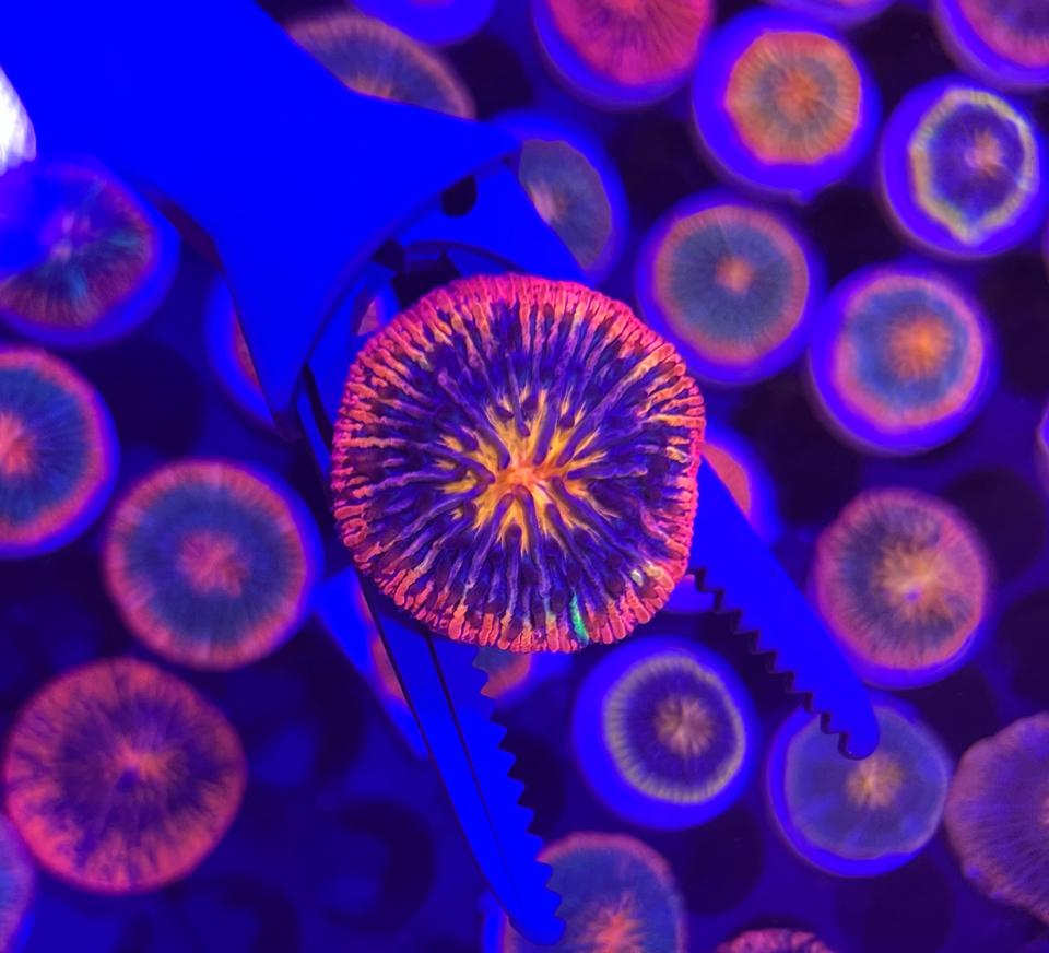 Đĩa bay 2 màu-duoc-ban-tai-Yuna Fish(Gò Vấp)