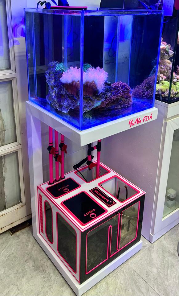 Combo hồ cubic 40 sump(chơi quỳ&nemo)-duoc-ban-tai-Yuna Fish(Gò Vấp)