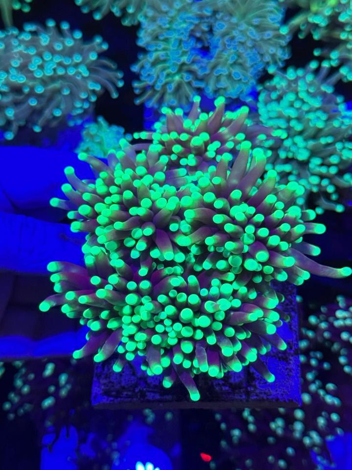 Diêm Việt tím đầu xanh neon(bán từ 3 đầu trở lên)-duoc-ban-tai-Yuna Fish(Gò Vấp)