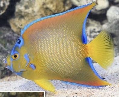 Angel Queen -duoc-ban-tai-Yuna Fish(Gò Vấp)