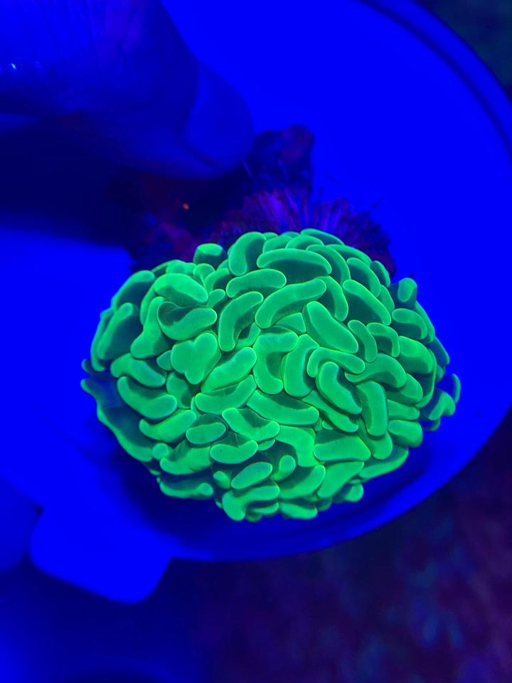 Búa xanh neon-duoc-ban-tai-Yuna Fish(Gò Vấp)