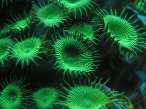 Zoa Green Palythoa(bán từ 5b)-duoc-ban-tai-Yuna Fish(Gò Vấp)