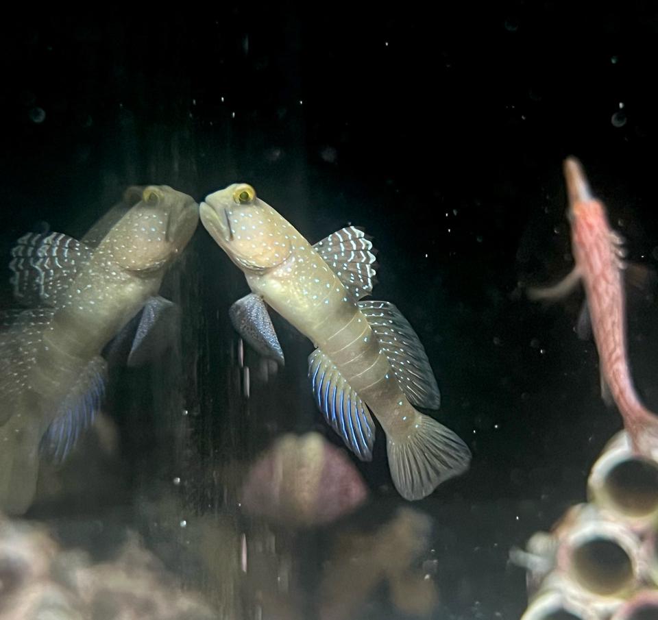 Bống vàng-duoc-ban-tai-Yuna Fish(Gò Vấp)