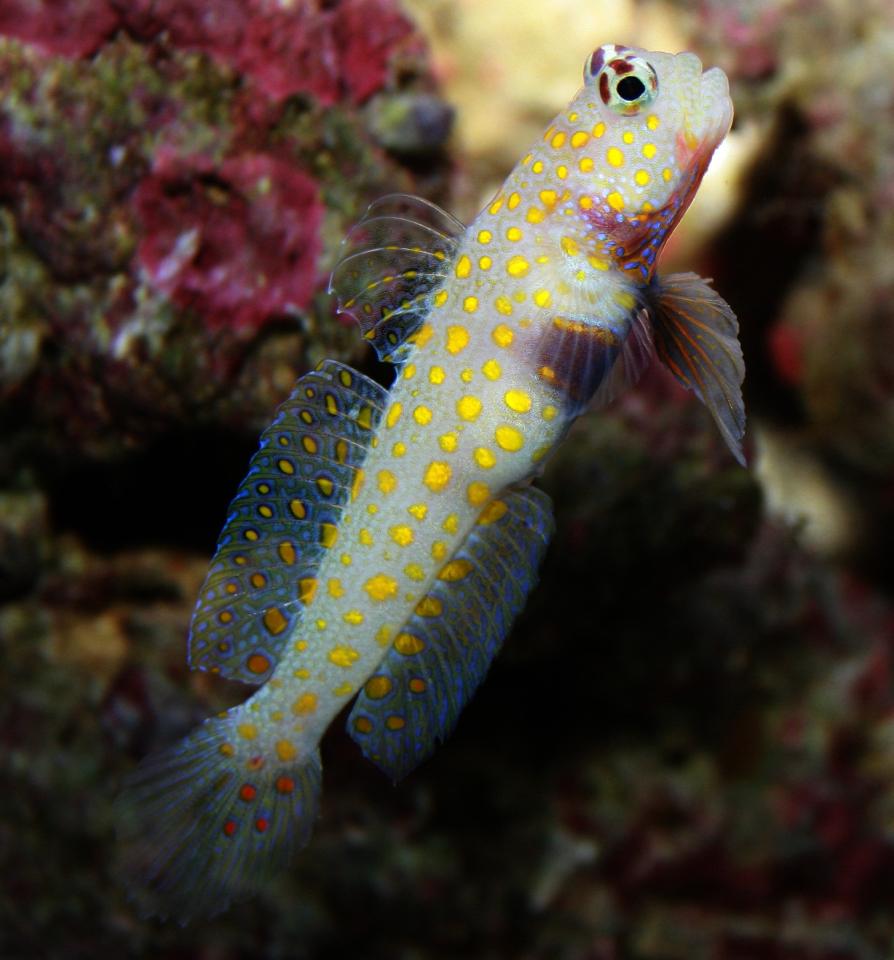 Bống chấm cam-duoc-ban-tai-Yuna Fish(Gò Vấp)