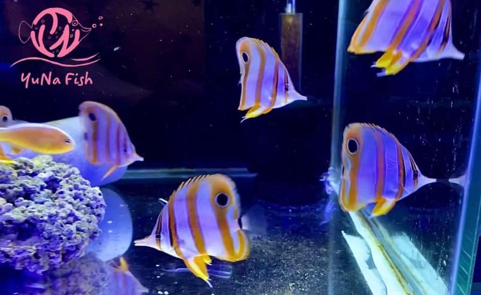 Đào học trò-duoc-ban-tai-Yuna Fish(Gò Vấp)