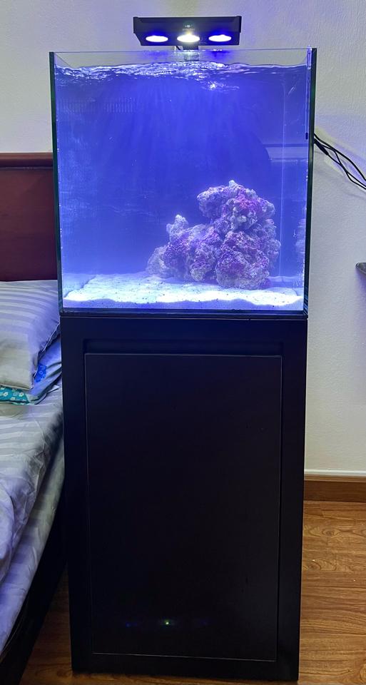 ❗Combo hồ lọc vách (kt 60x45x45)-duoc-ban-tai-Yuna Fish(Gò Vấp)