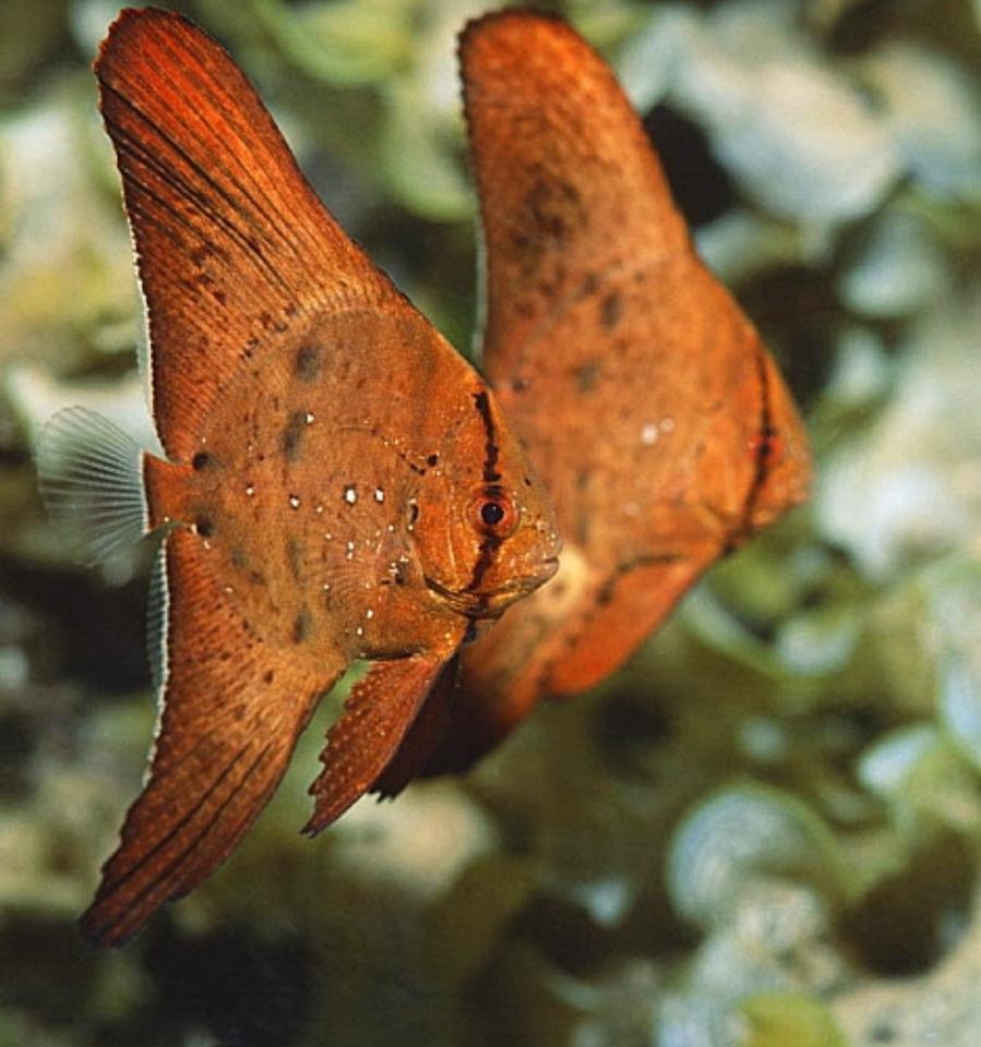 Cá dơi vay tròn-duoc-ban-tai-Yuna Fish(Gò Vấp)