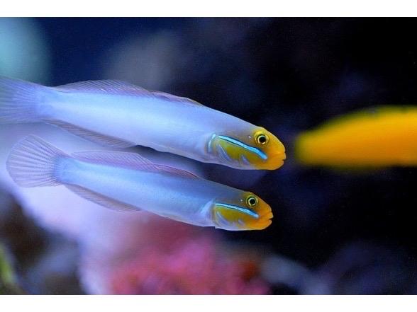 Bống cát đầu vàng-duoc-ban-tai-Yuna Fish(Gò Vấp)