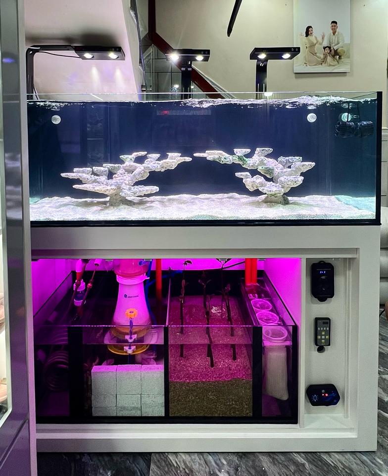 Combo hồ 150 x 60 x 50-duoc-ban-tai-Yuna Fish(Gò Vấp)